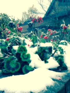 snow on geraniums