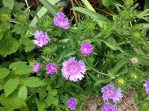 They look purple in this photo, but these asters are a vibrant blue.